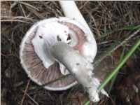 Schiefknolliger Anischampignon2